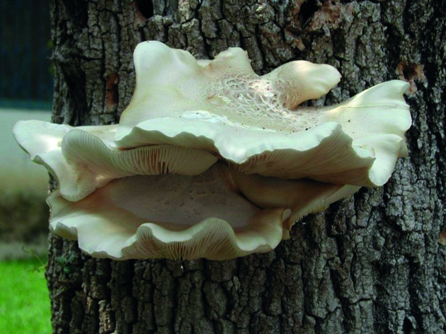 Pilzbefall an einem Baum